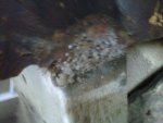IMG00087-20111013-1719.jpg