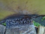 IMG00088-20111013-1719.jpg