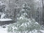 AprilSnow 003.jpg