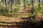 The New trail Scott Built 004.jpg