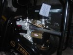 dingo.jpg
