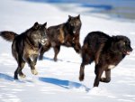 black-wolf-pack.jpg