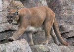 cougarweb.jpg