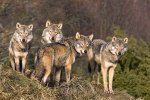 grey_wolf_pack_67232612_std.jpg