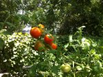 2012-07-15 13.49.58.jpg