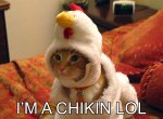 chickencat.jpg