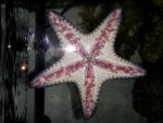 starfish.jpg