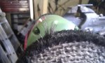 Sisal Strands.jpg