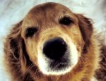 Jackson's closeup.jpg