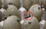 potato.jpg