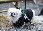 NinjaDog.jpg