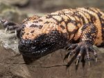Gila Monster.jpg