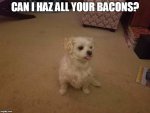 Peanut.jpg
