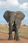 elephant.jpg
