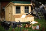 predator with chickens and predator.jpg