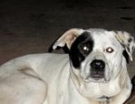 rosco chance.jpg