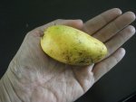 tiny-bioco-mango-in-hand.jpg