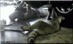 giphy.gif