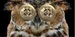 owl.jpg