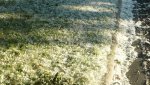 newsEngin.18674862_cottonwood-007.jpg newsEngin.18674862_cottonwood-007.jpg