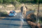 elephant.jpg