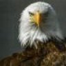 jhawk19