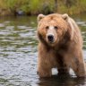 Bearly Building