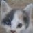 CoroTheCat