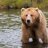 Bearly Building